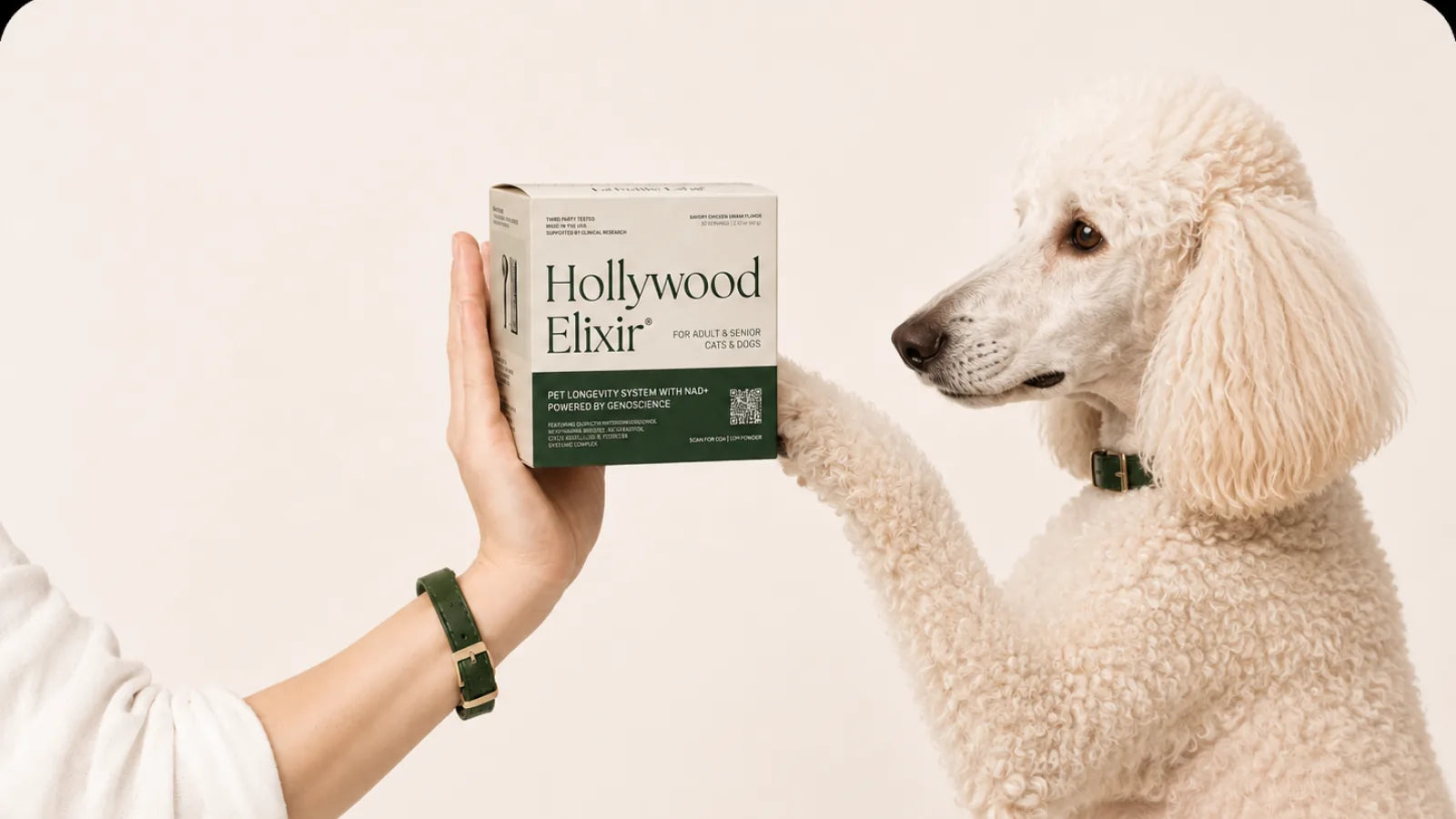 Standard Poodle with the Hollywood Elixir longevity system by La Petite Labs