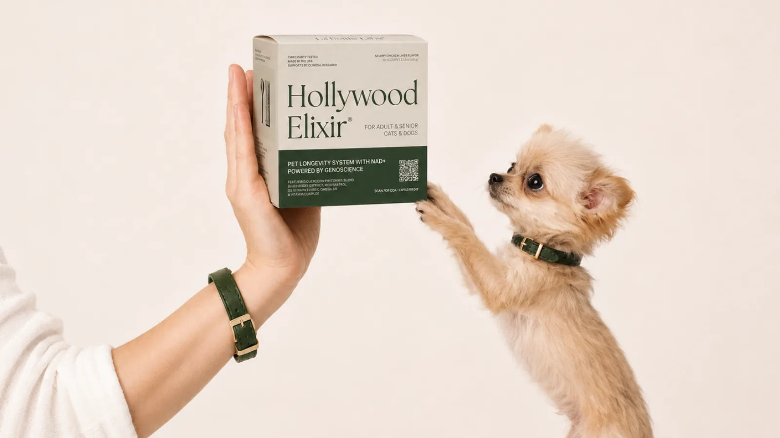 Teacup Dog with the Hollywood Elixir longevity system by La Petite Labs