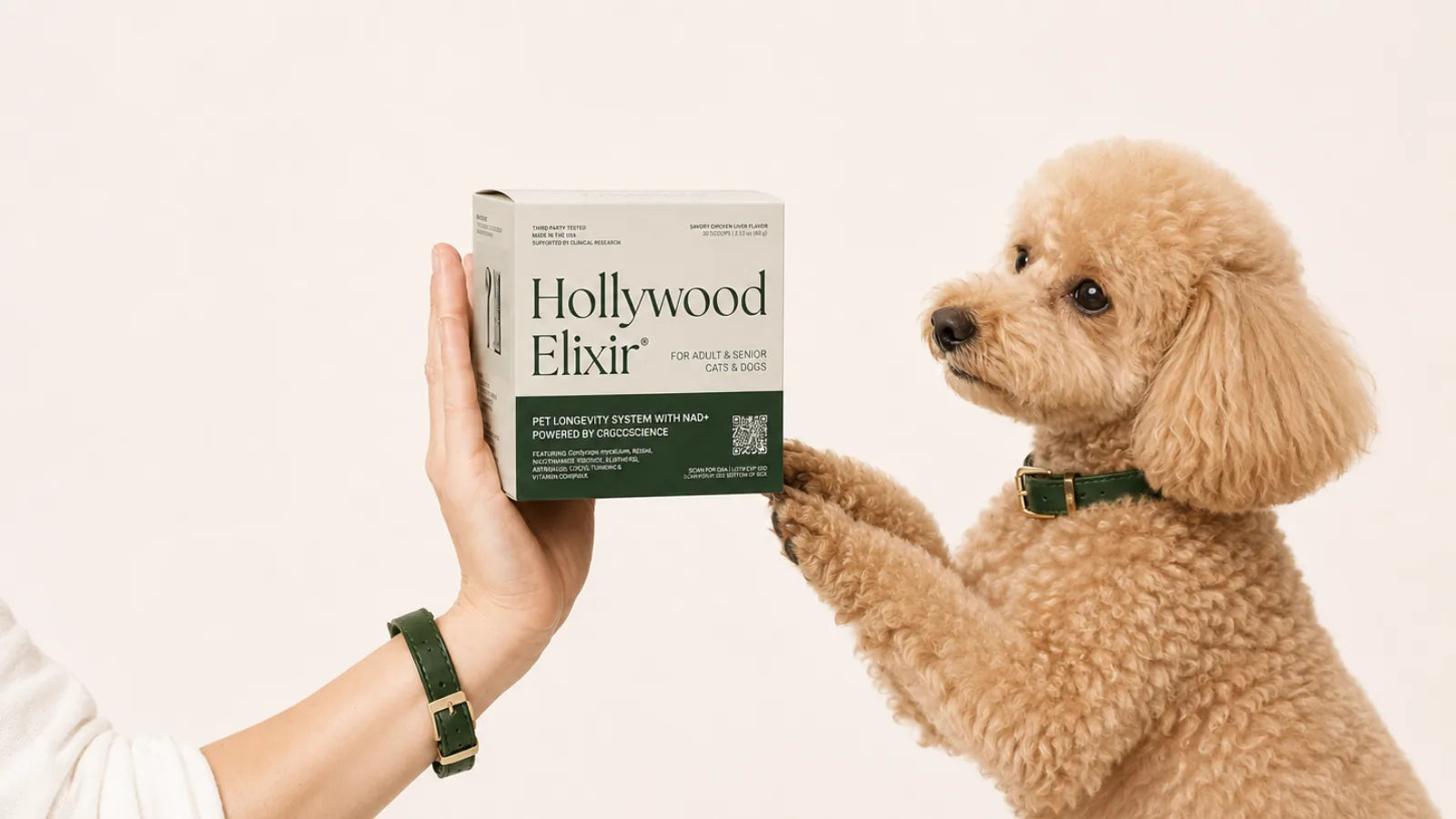 Toy Poodle with the Hollywood Elixir longevity system by La Petite Labs