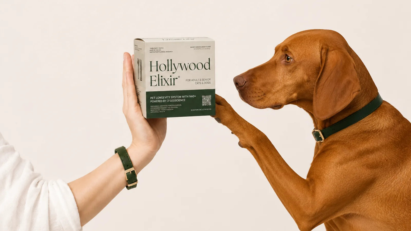 Vizsla with the Hollywood Elixir longevity system by La Petite Labs