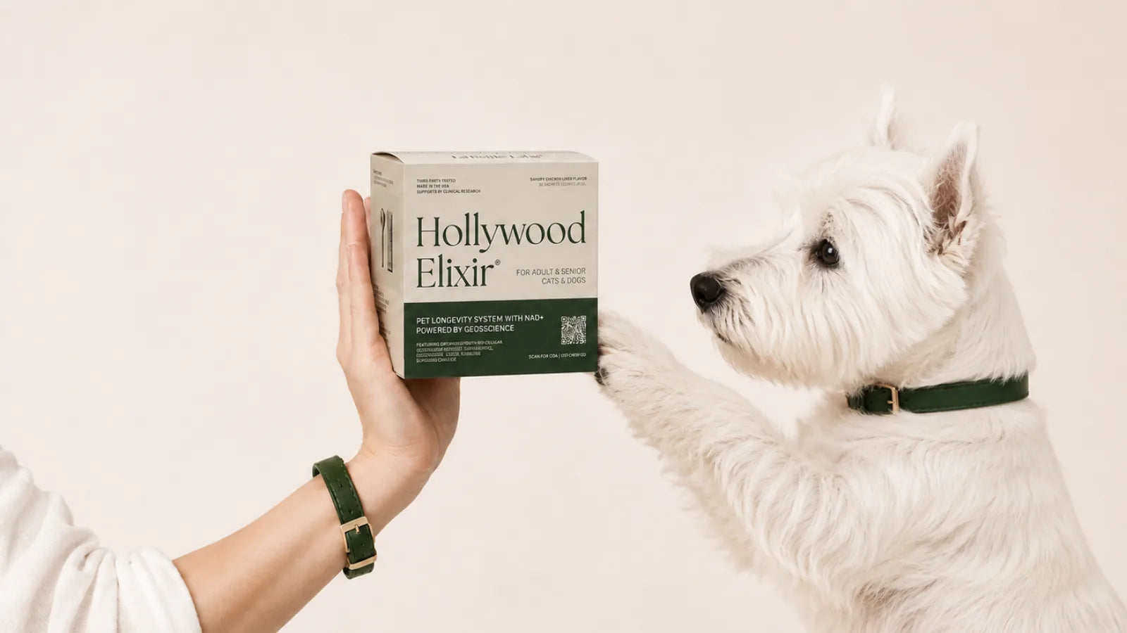 West Highland White Terrier with the Hollywood Elixir longevity system by La Petite Labs