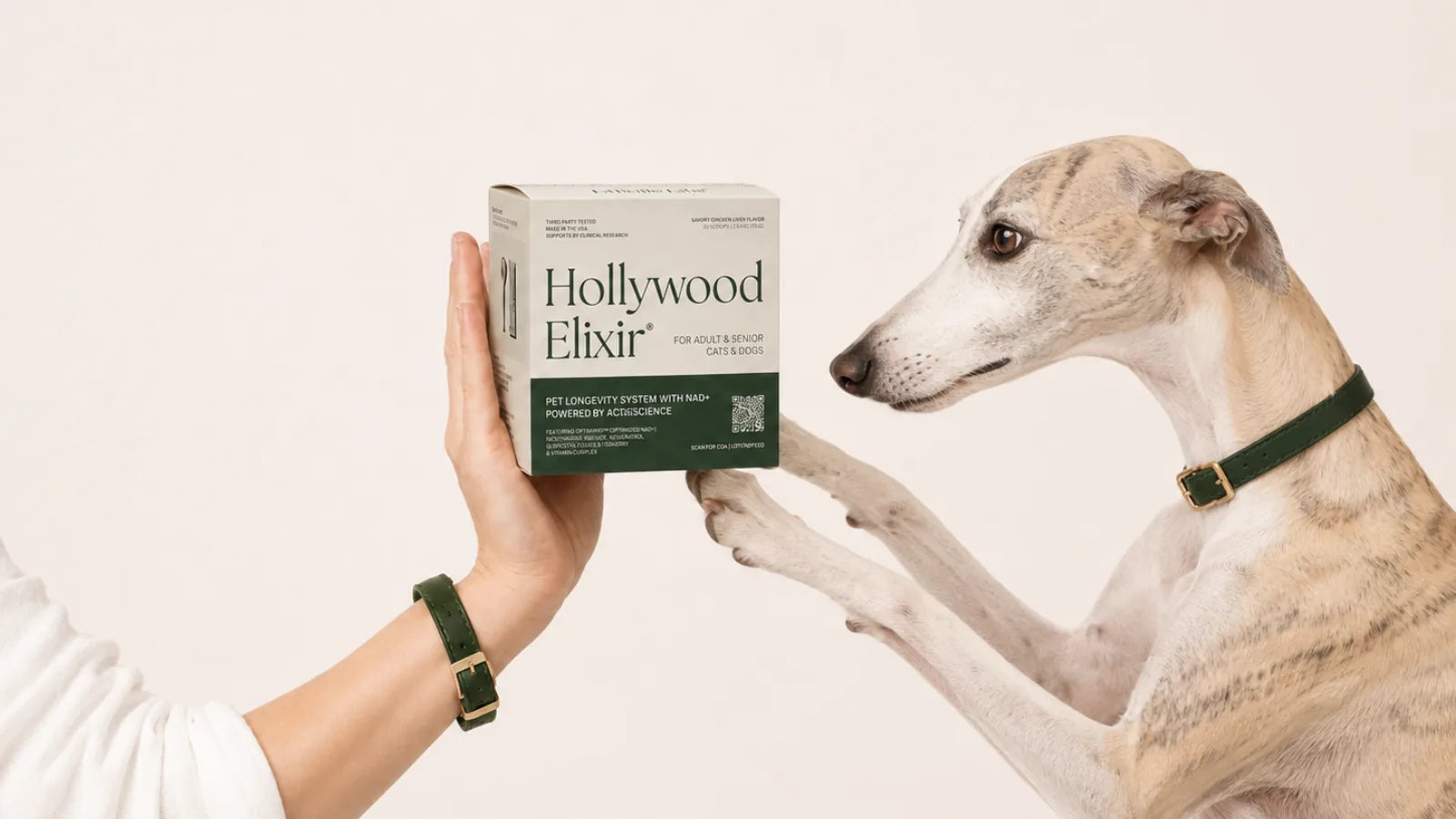 Whippet with the Hollywood Elixir longevity system by La Petite Labs