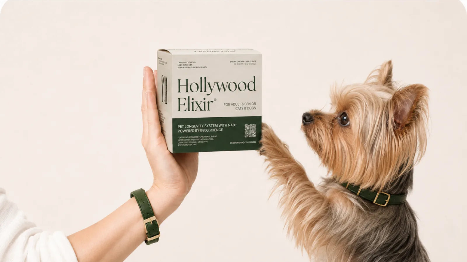 Yorkshire Terrier with the Hollywood Elixir longevity system by La Petite Labs