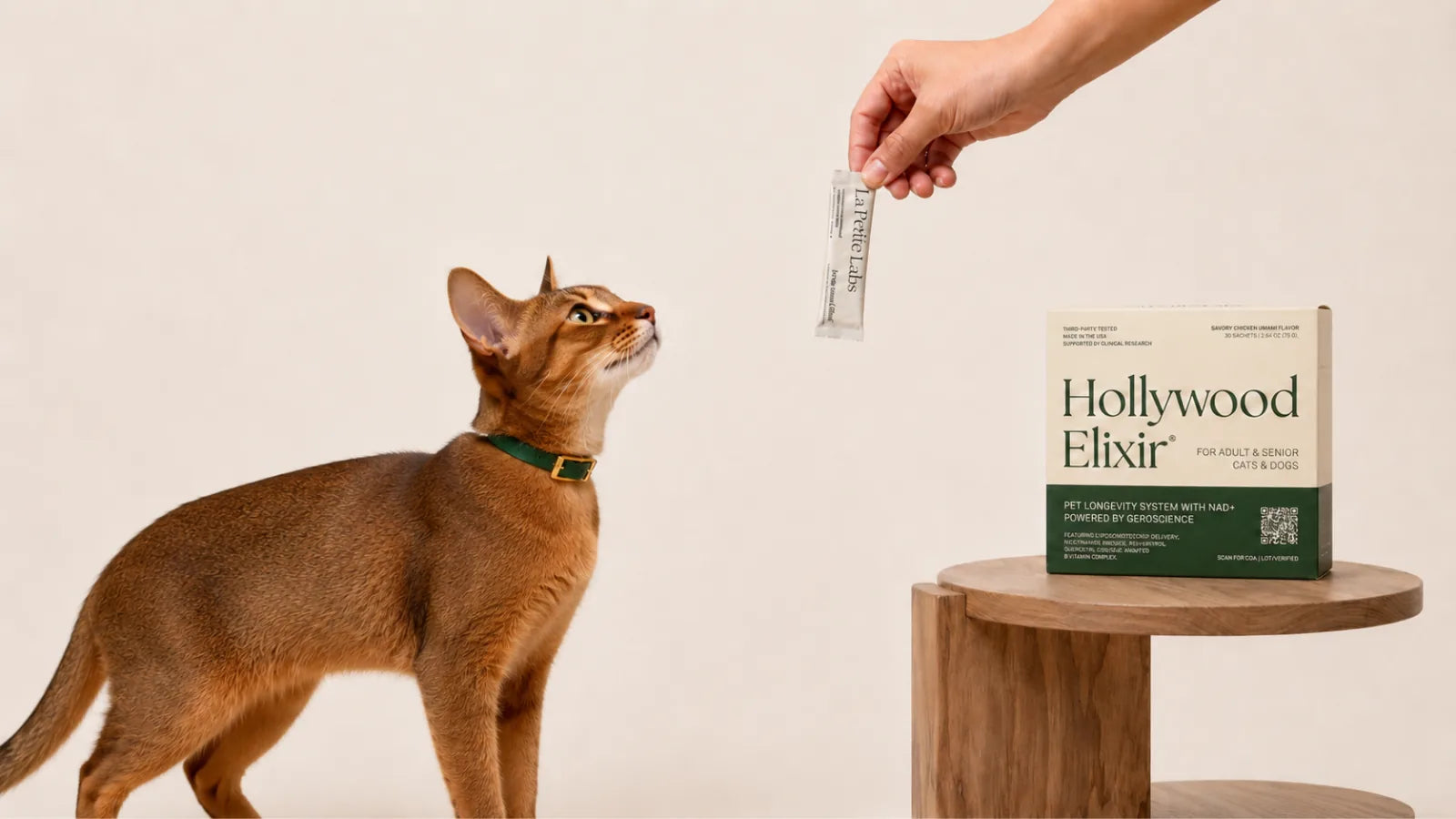 Abyssinian cat with the Hollywood Elixir longevity system by La Petite Labs