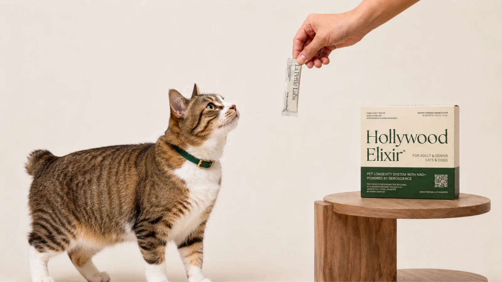 American Bobtail cat with the Hollywood Elixir longevity system by La Petite Labs