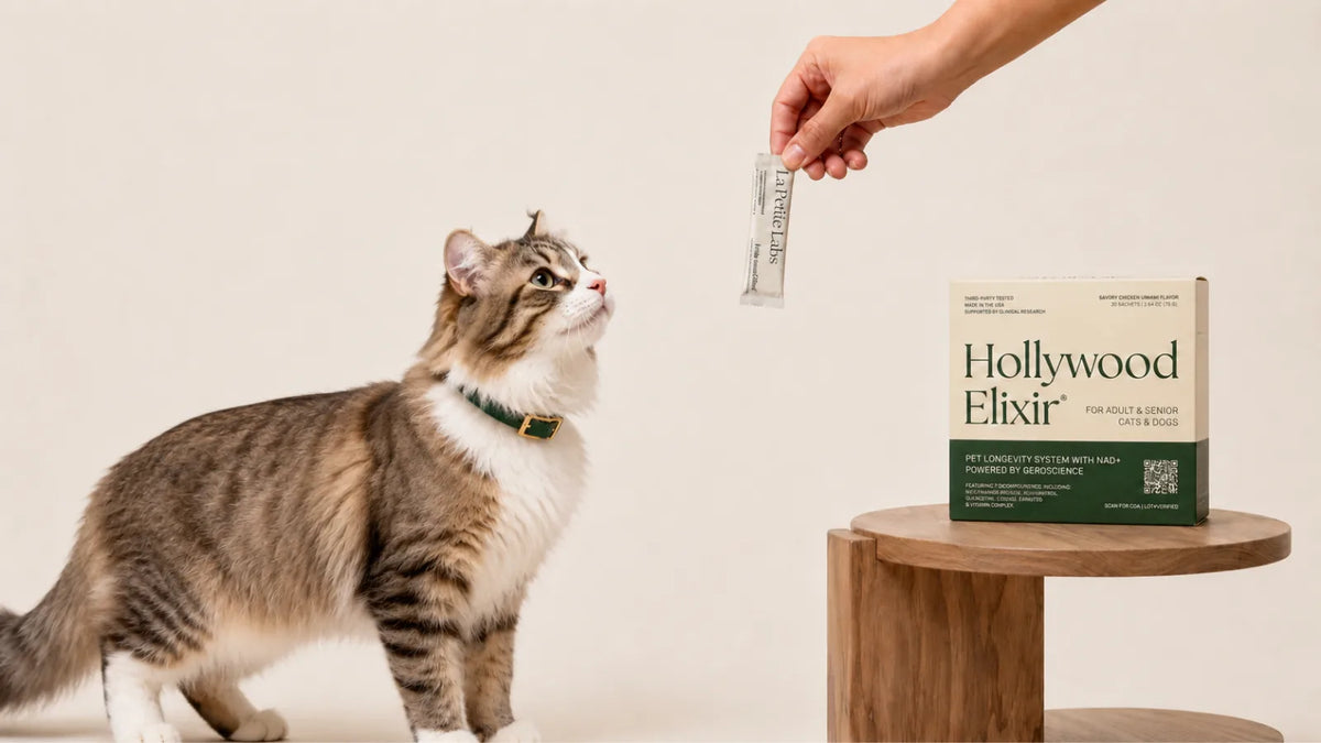 American Curl cat with the Hollywood Elixir longevity system by La Petite Labs