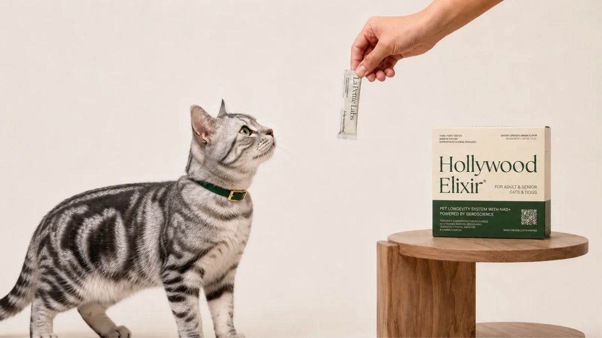 American Shorthair cat with the Hollywood Elixir longevity system by La Petite Labs