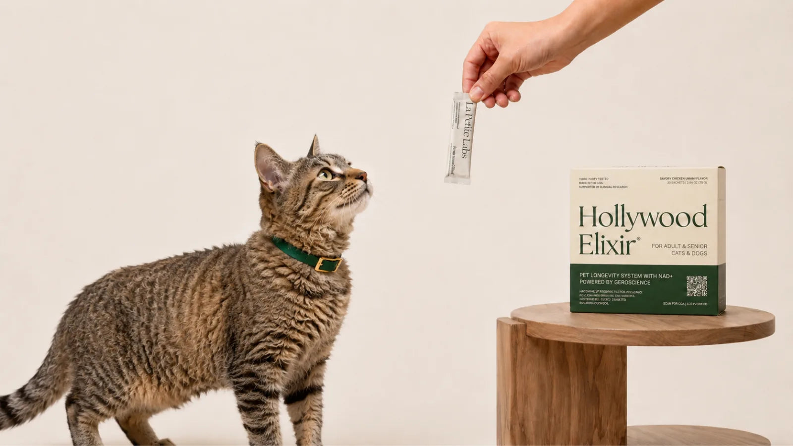American Wirehair cat with the Hollywood Elixir longevity system by La Petite Labs