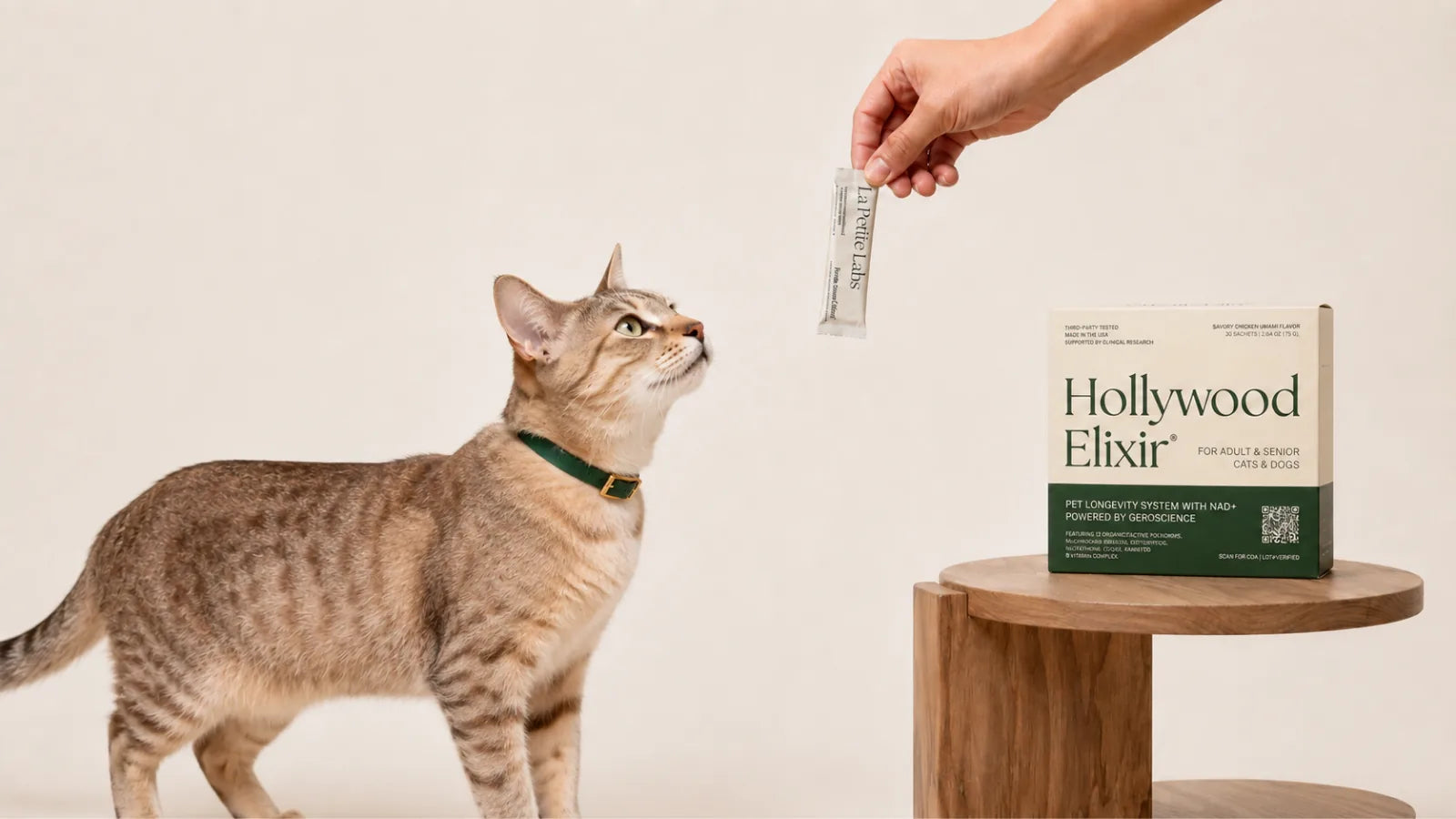 Australian Mist cat with the Hollywood Elixir longevity system by La Petite Labs