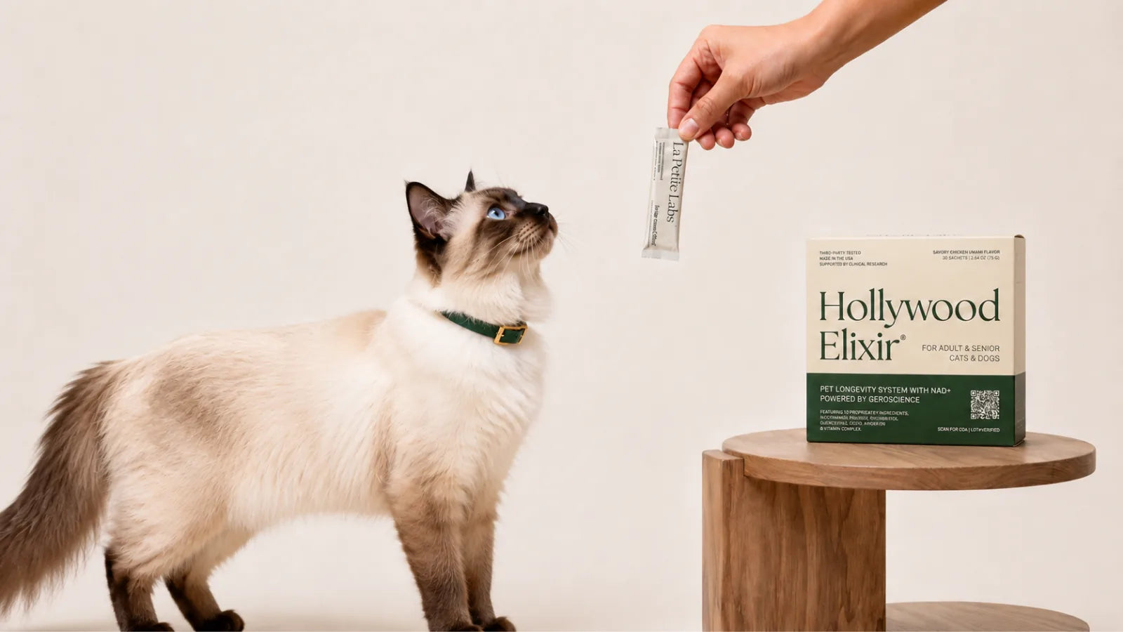 Balinese cat with the Hollywood Elixir longevity system by La Petite Labs