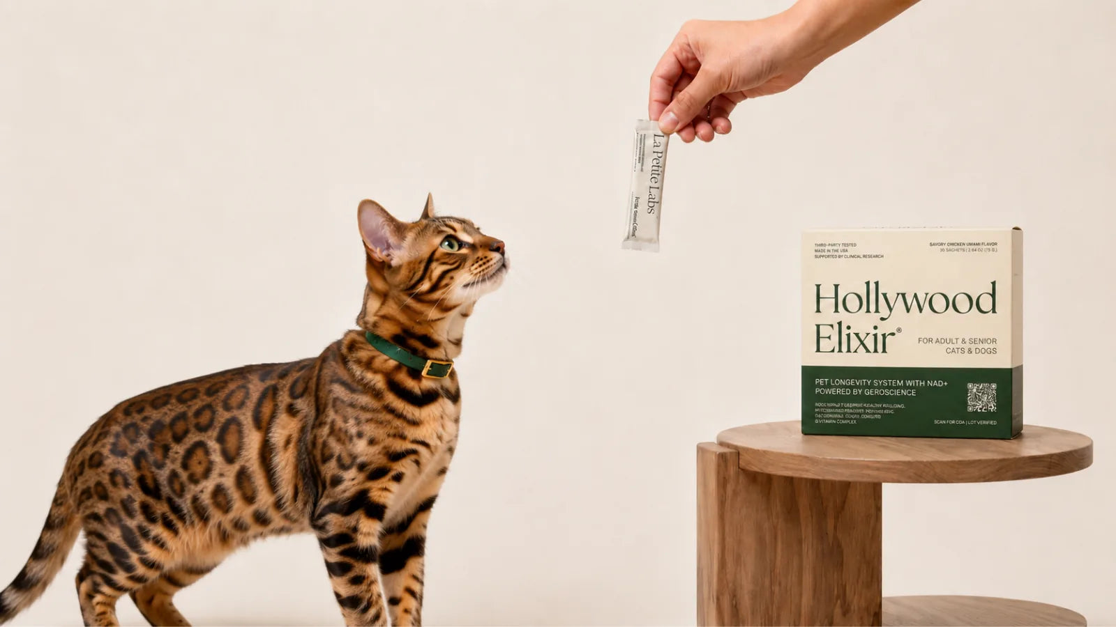 Bengal cat with the Hollywood Elixir longevity system by La Petite Labs