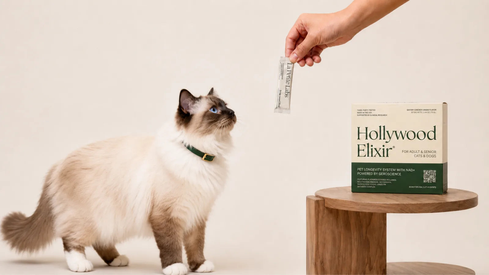Birman cat with the Hollywood Elixir longevity system by La Petite Labs