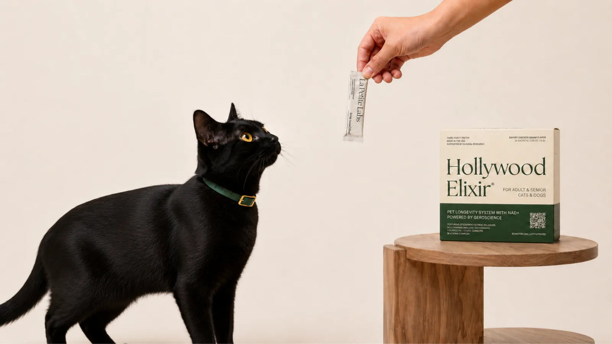 Bombay cat with the Hollywood Elixir longevity system by La Petite Labs