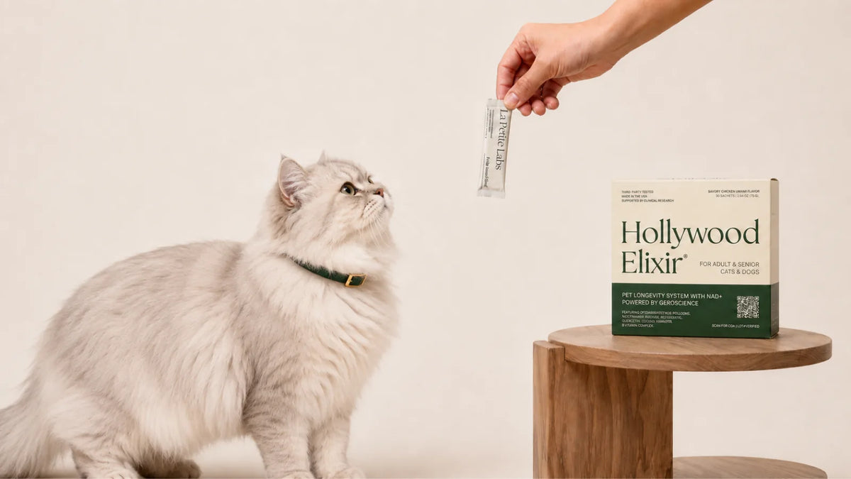 British Longhair cat with the Hollywood Elixir longevity system by La Petite Labs