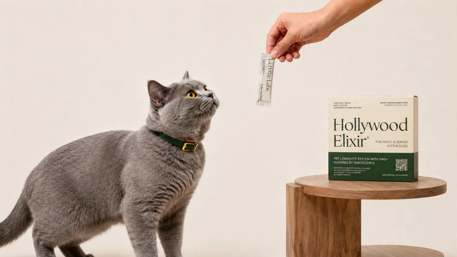 British Shorthair cat with the Hollywood Elixir longevity system by La Petite Labs