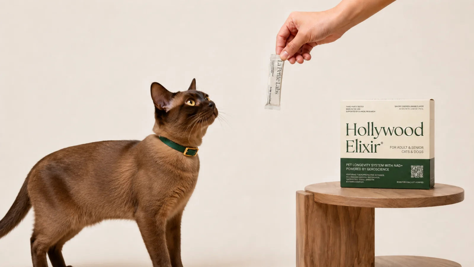 Burmese cat with the Hollywood Elixir longevity system by La Petite Labs