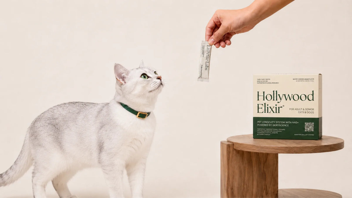 Burmilla cat with the Hollywood Elixir longevity system by La Petite Labs
