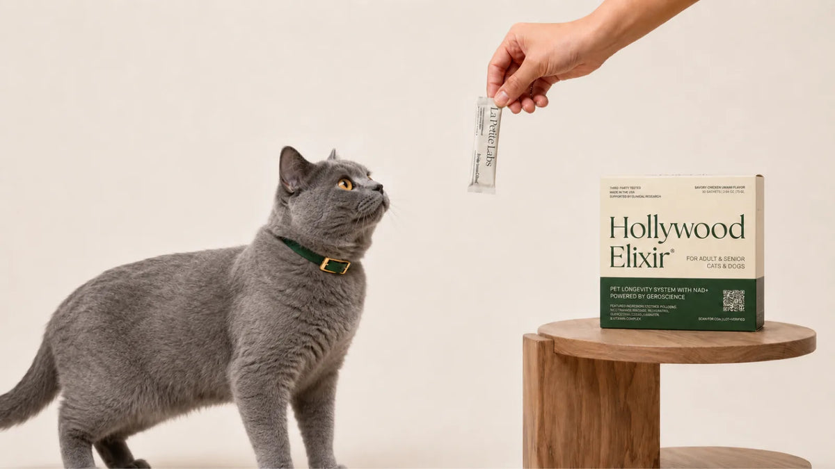 Chartreux cat with the Hollywood Elixir longevity system by La Petite Labs