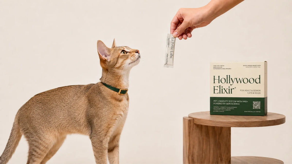 Chausie cat with the Hollywood Elixir longevity system by La Petite Labs