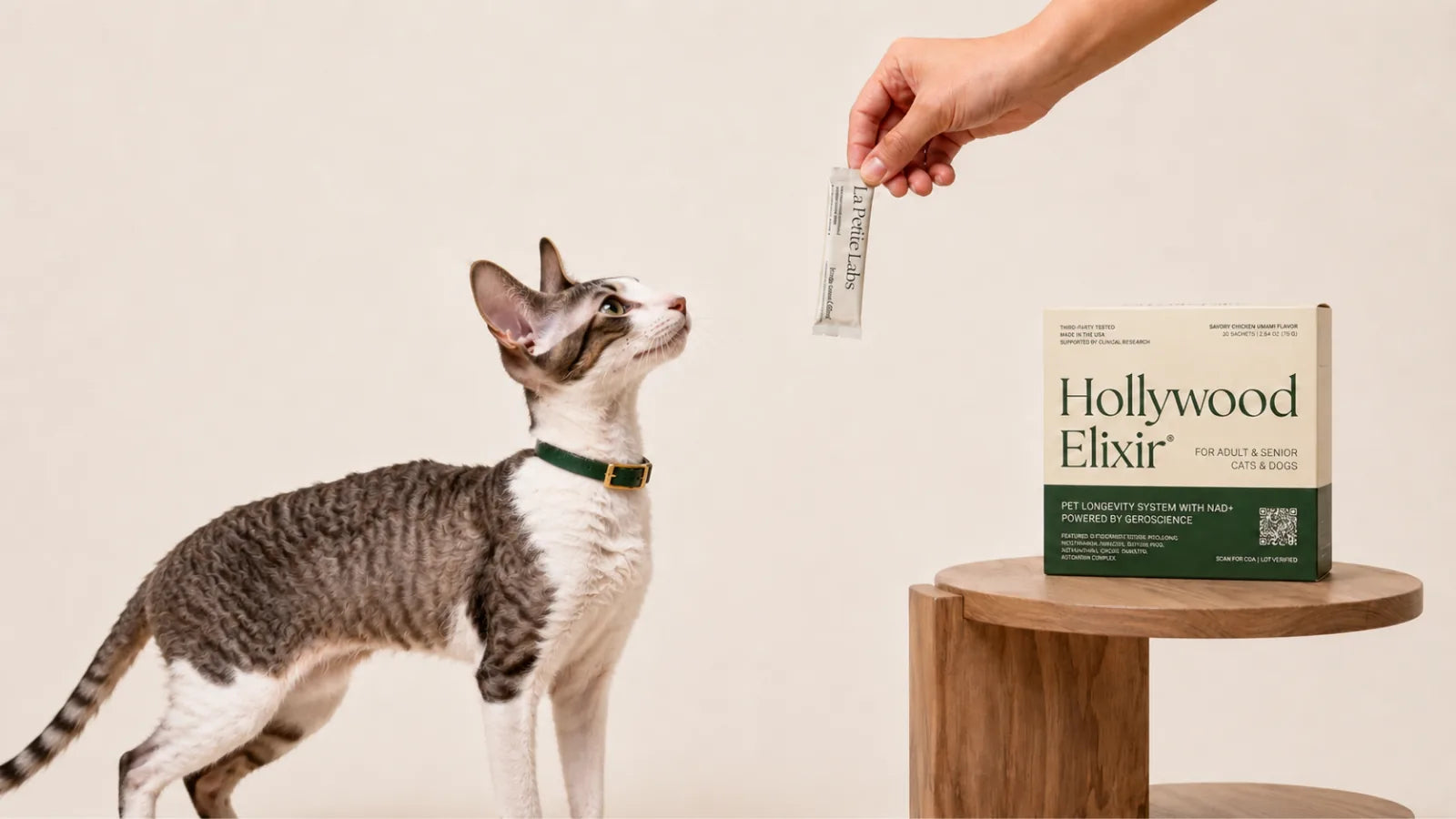 Cornish Rex cat with the Hollywood Elixir longevity system by La Petite Labs