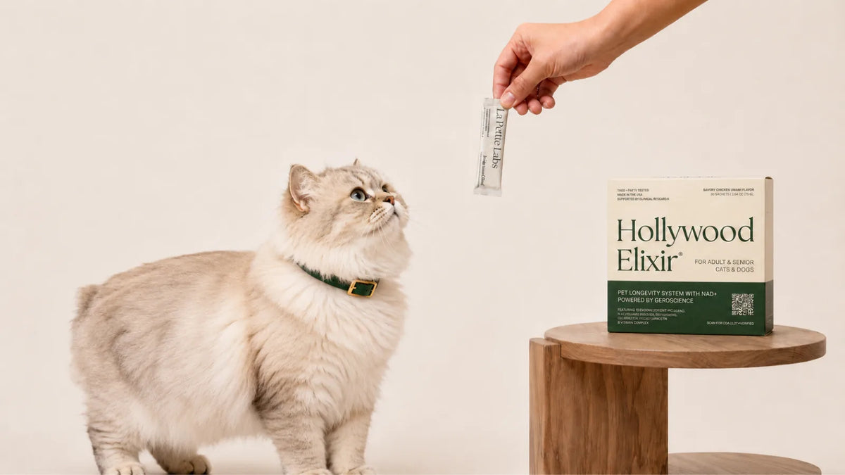 Cymric cat with the Hollywood Elixir longevity system by La Petite Labs