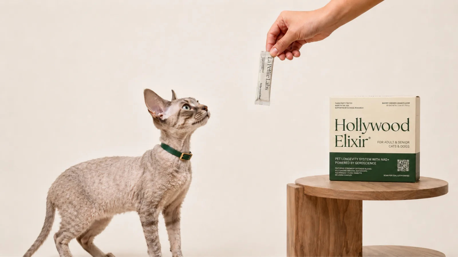 Devon Rex cat with the Hollywood Elixir longevity system by La Petite Labs