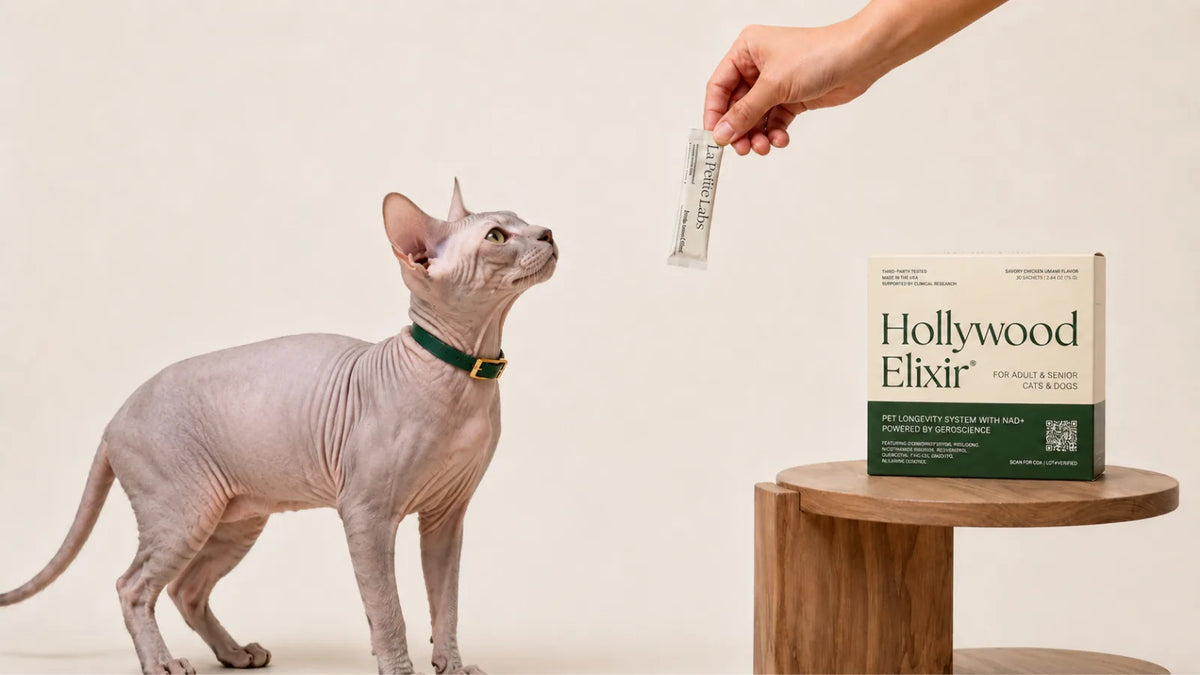 Donskoy cat with the Hollywood Elixir longevity system by La Petite Labs