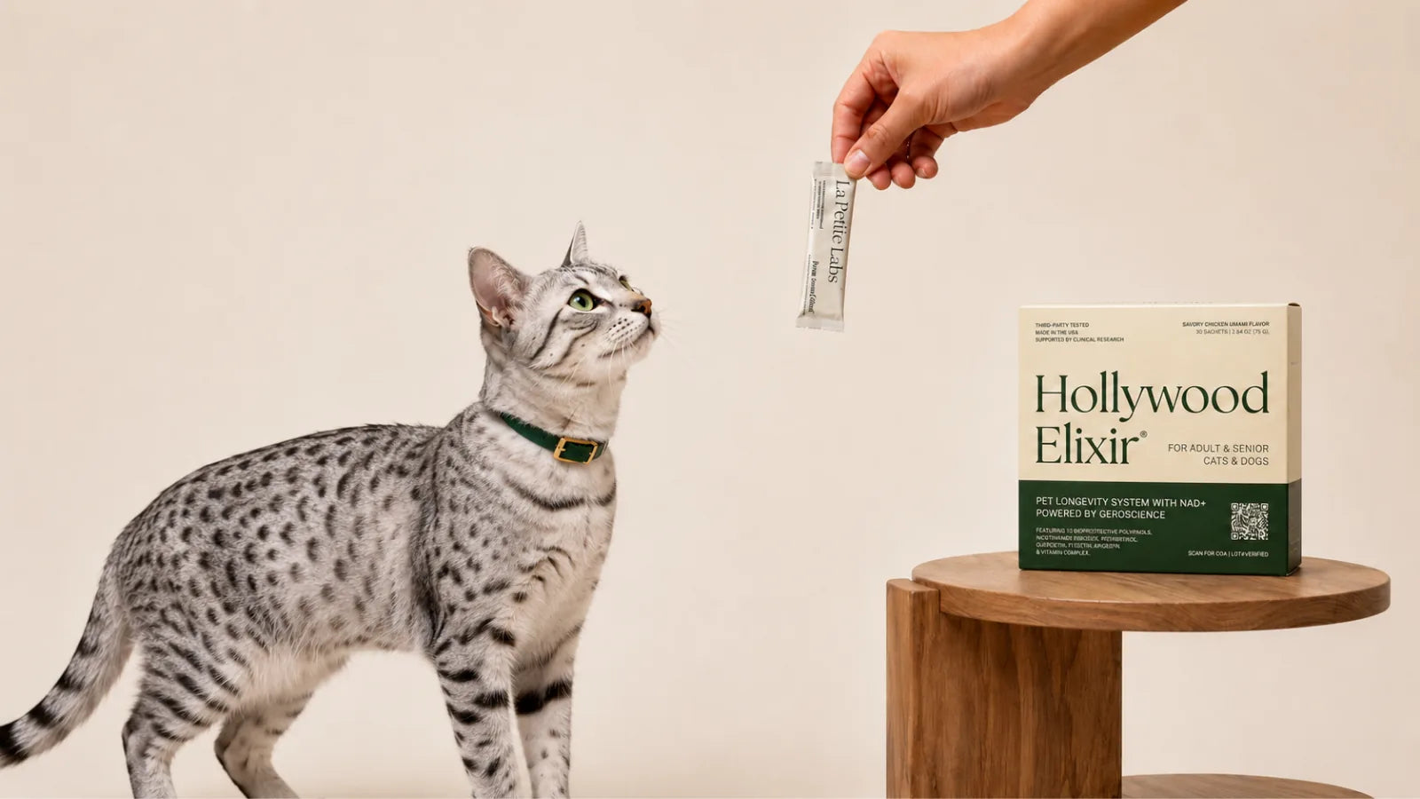 Egyptian Mau cat with the Hollywood Elixir longevity system by La Petite Labs