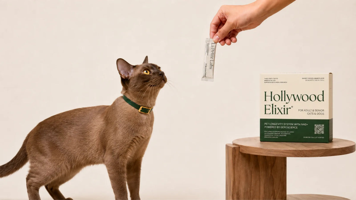 European Burmese cat with the Hollywood Elixir longevity system by La Petite Labs