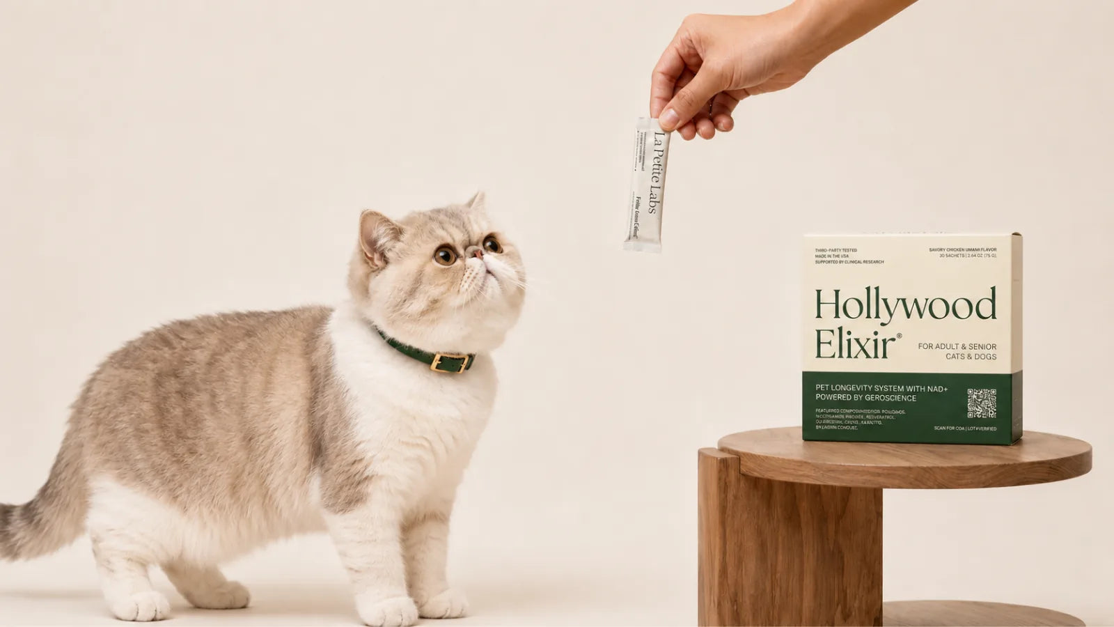 Exotic Shorthair cat with the Hollywood Elixir longevity system by La Petite Labs