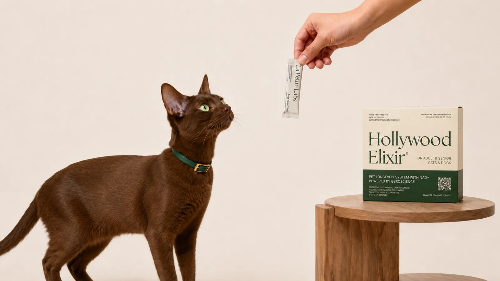 Havana Brown cat with the Hollywood Elixir longevity system by La Petite Labs