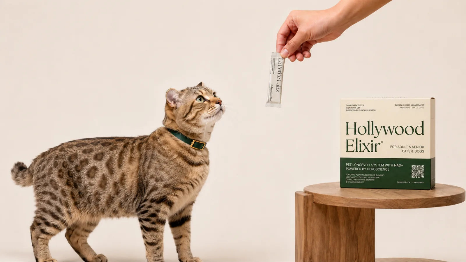 Highlander cat with the Hollywood Elixir longevity system by La Petite Labs