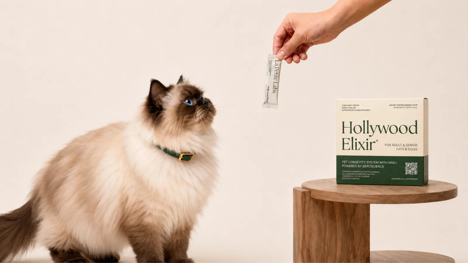 Himalayan cat with the Hollywood Elixir longevity system by La Petite Labs