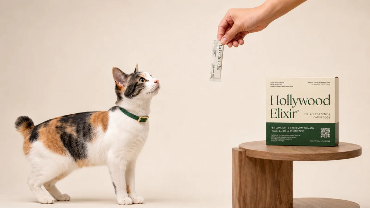 Japanese Bobtail cat with the Hollywood Elixir longevity system by La Petite Labs