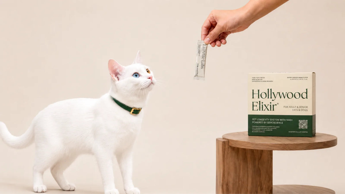 Khao Manee cat with the Hollywood Elixir longevity system by La Petite Labs