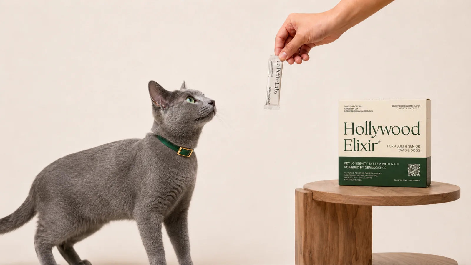 Korat cat with the Hollywood Elixir longevity system by La Petite Labs