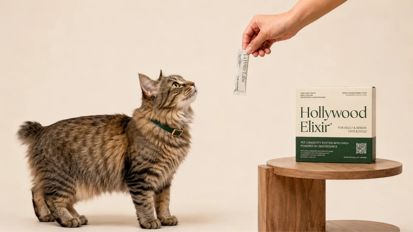 Kurilian Bobtail cat with the Hollywood Elixir longevity system by La Petite Labs