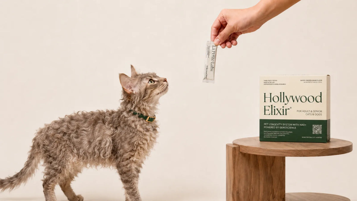 LaPerm cat with the Hollywood Elixir longevity system by La Petite Labs