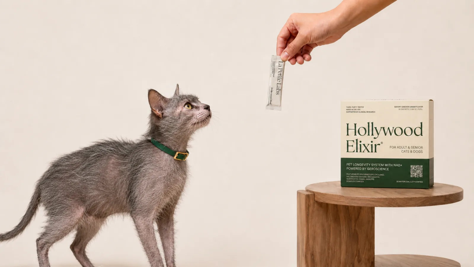 Lykoi cat with the Hollywood Elixir longevity system by La Petite Labs