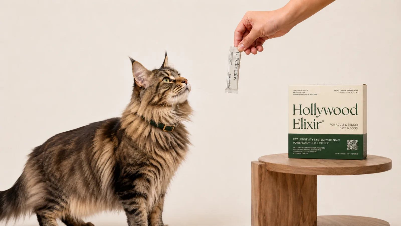 Maine Coon cat with the Hollywood Elixir longevity system by La Petite Labs