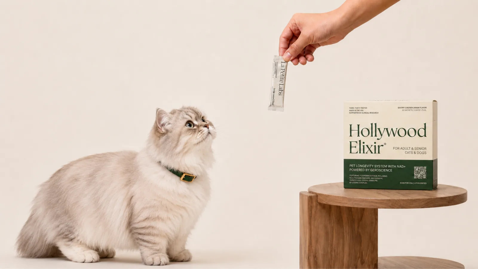 Minuet cat with the Hollywood Elixir longevity system by La Petite Labs