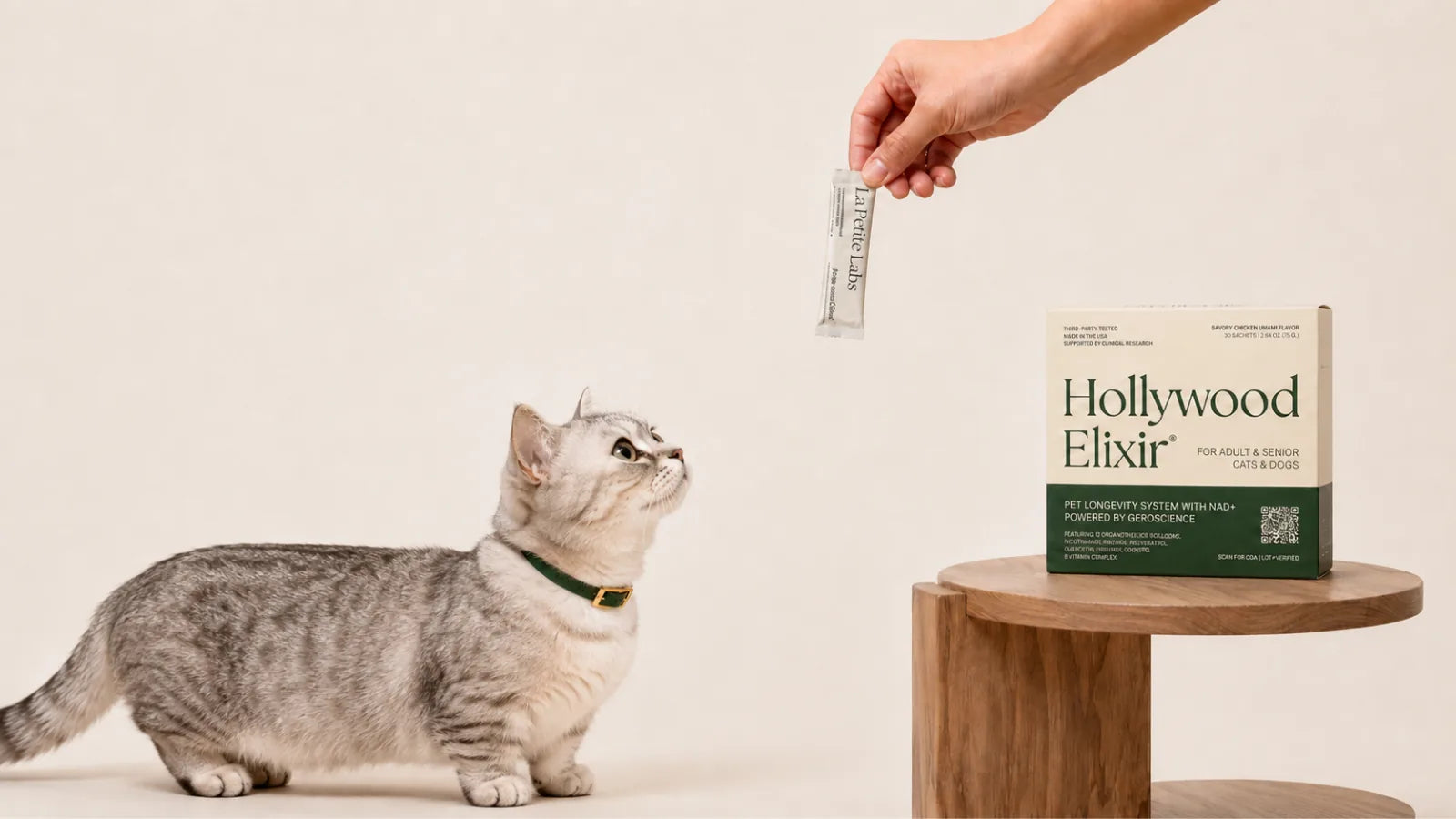 Munchkin cat with the Hollywood Elixir longevity system by La Petite Labs