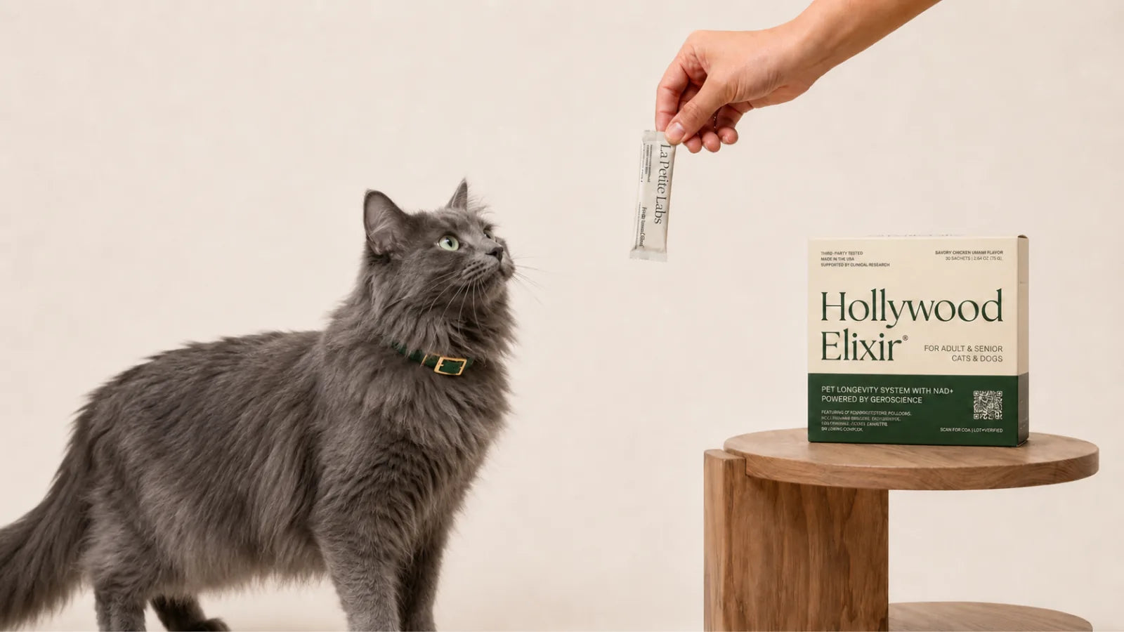 Nebelung cat with the Hollywood Elixir longevity system by La Petite Labs