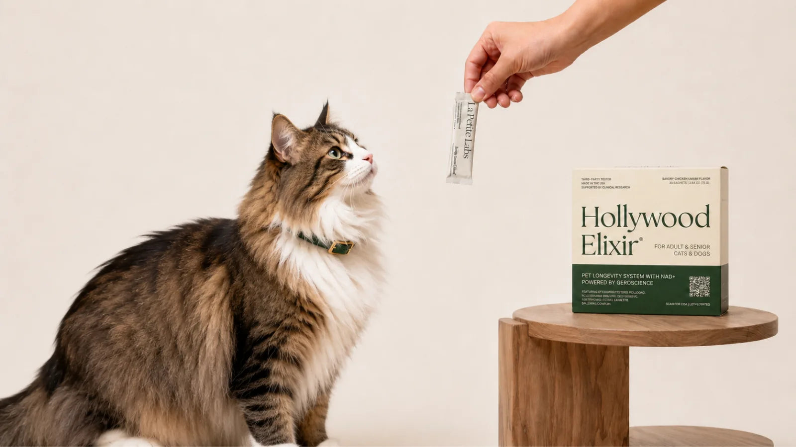Norwegian Forest Cat cat with the Hollywood Elixir longevity system by La Petite Labs