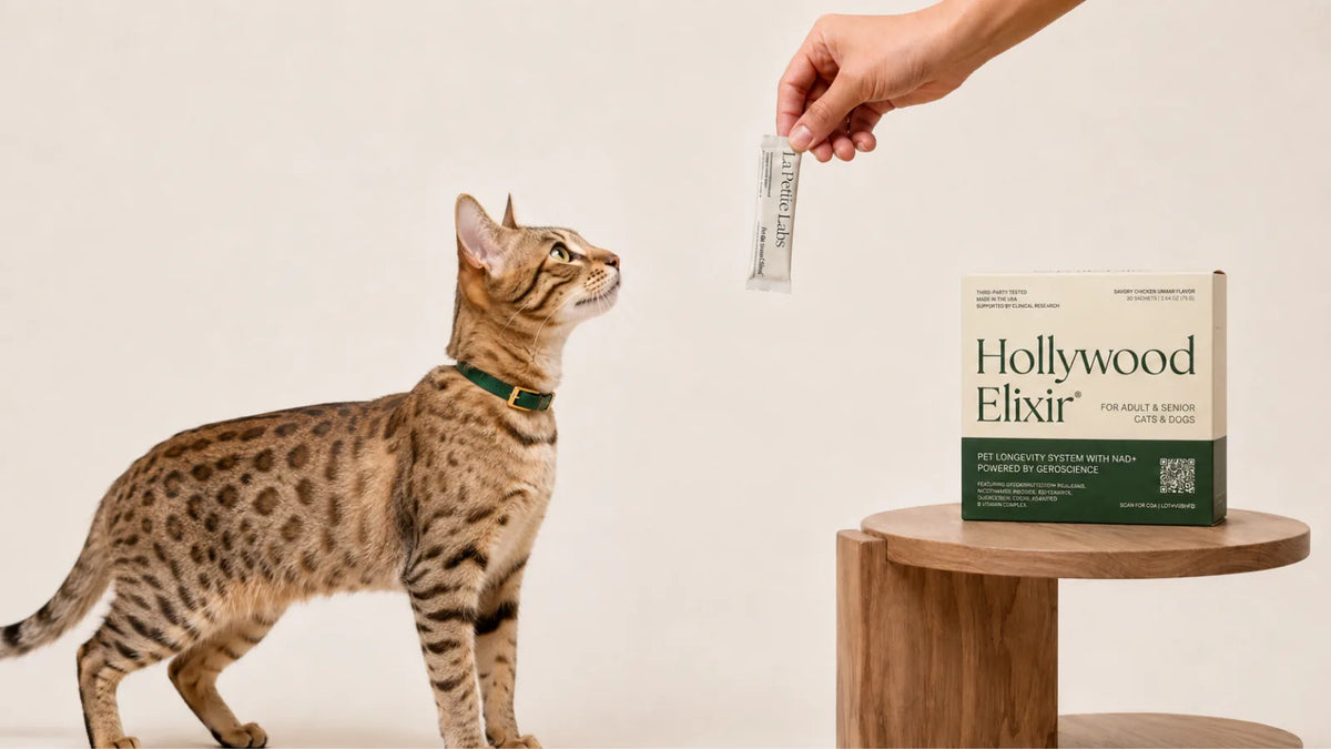 Ocicat cat with the Hollywood Elixir longevity system by La Petite Labs