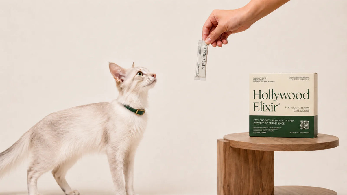 Oriental Longhair cat with the Hollywood Elixir longevity system by La Petite Labs