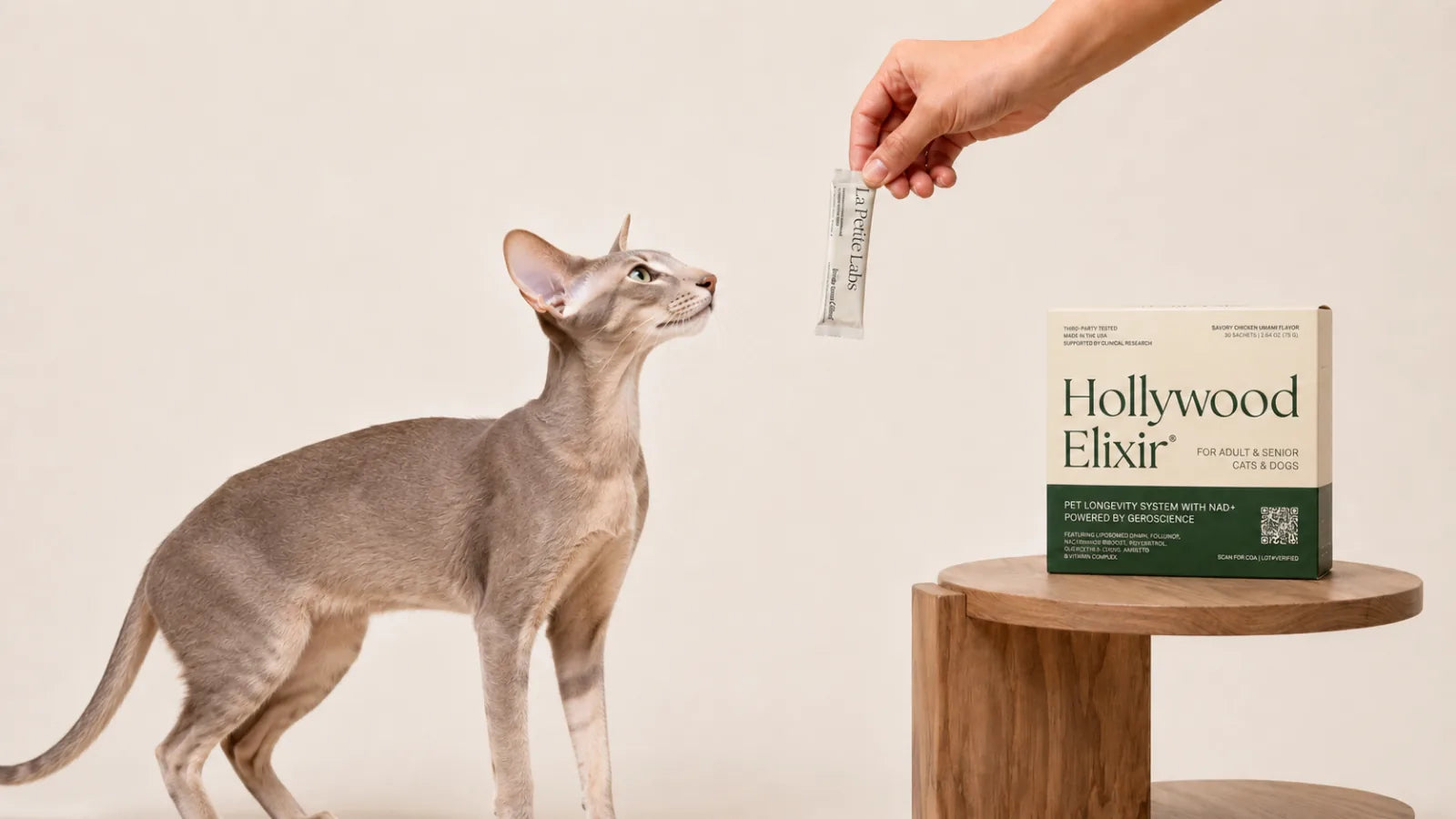Oriental Shorthair cat with the Hollywood Elixir longevity system by La Petite Labs