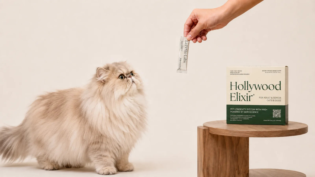 Persian cat with the Hollywood Elixir longevity system by La Petite Labs