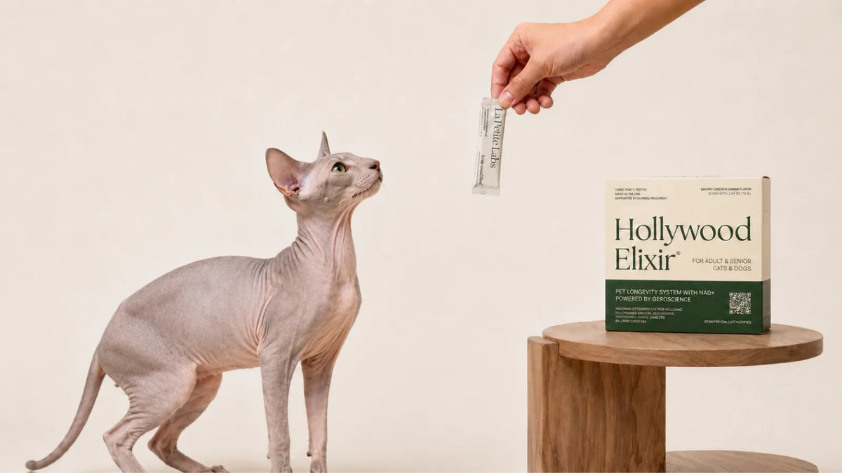 Peterbald cat with the Hollywood Elixir longevity system by La Petite Labs