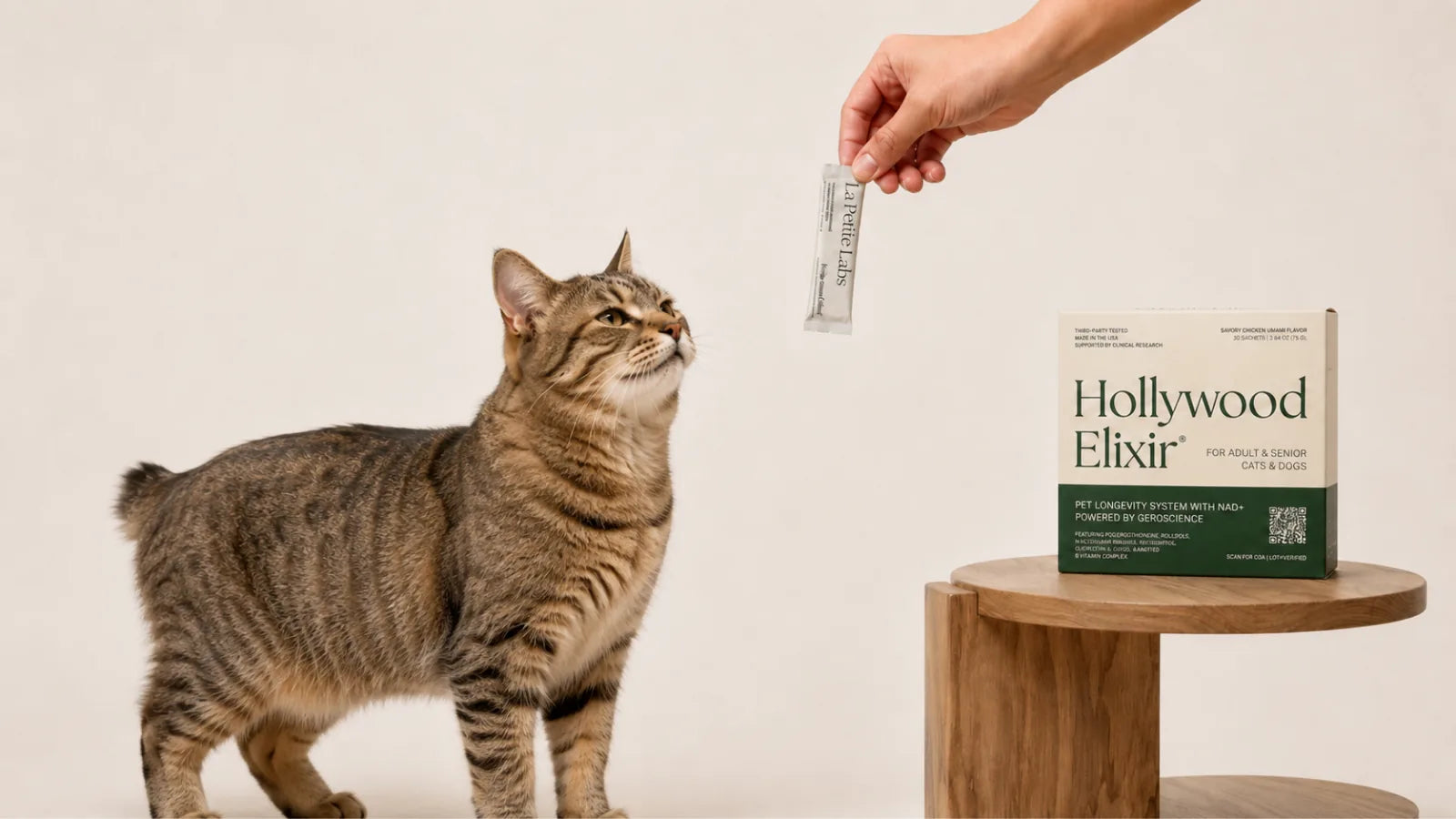Pixiebob cat with the Hollywood Elixir longevity system by La Petite Labs